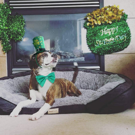 St Patricks Day Dog Costume - St. Patty'S Day Doggie Headband and Green Bow Tie Kit