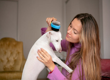 Must-Have Pet Care Items for a Happy, Healthy Pet