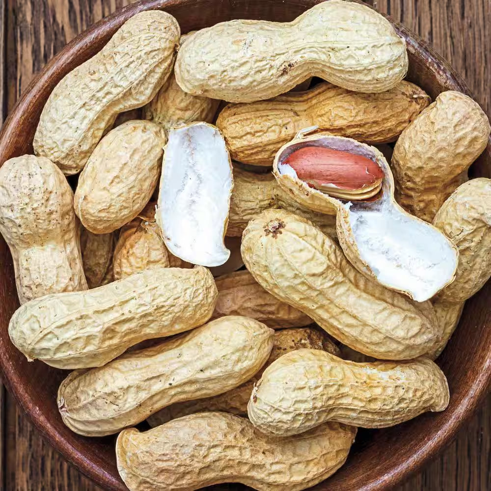 1 Lb. Bag, Bailey II Virginia Peanut Dormant Vegetable Seeds