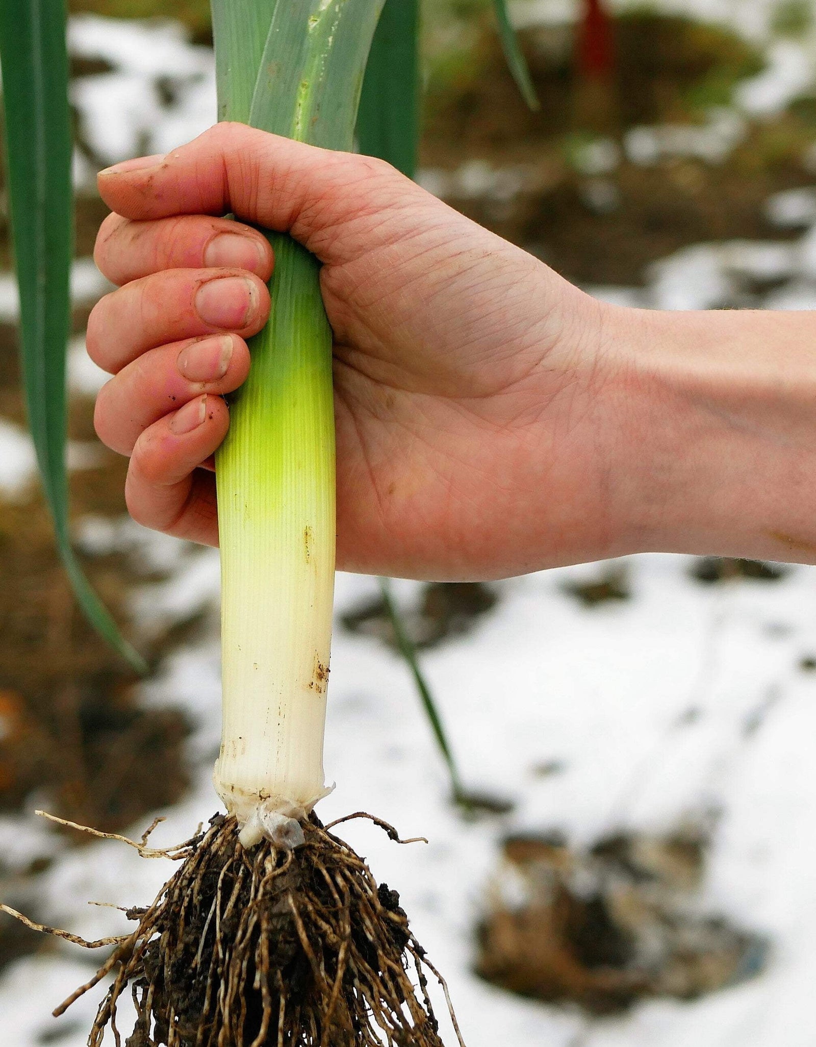 800 * Seeds AMERICAN FLAG LEEK (Large Leek) Allium Porrum Vegetable Seeds
