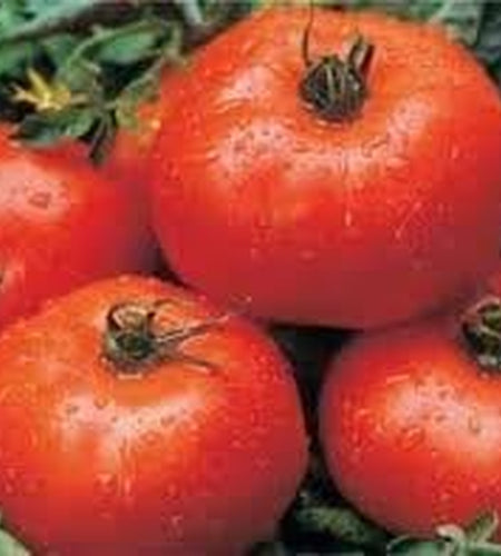 Tomato Ace 55 Great Heirloom Garden Vegetable Seeds by  Bulk 3,000 Seeds