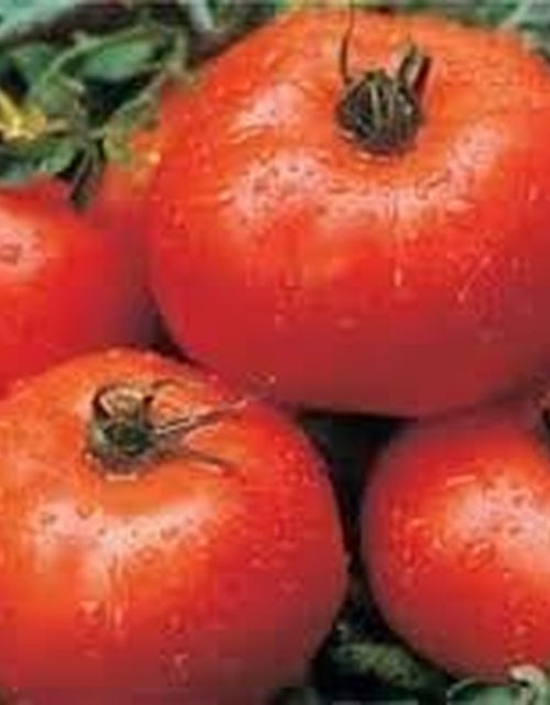 Load image into Gallery viewer, Tomato Ace 55 Great Heirloom Garden Vegetable Seeds by  Bulk 3,000 Seeds
