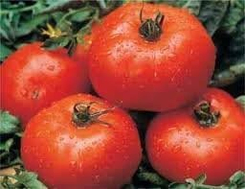 Tomato Ace 55 Great Heirloom Garden Vegetable Seeds by  Bulk 3,000 Seeds
