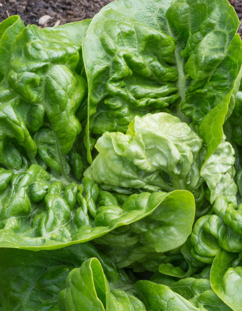 Load image into Gallery viewer, 3000 Seeds LITTLE GEM LETTUCE Small Romaine Butterhead Lactuca Vegetable Seeds
