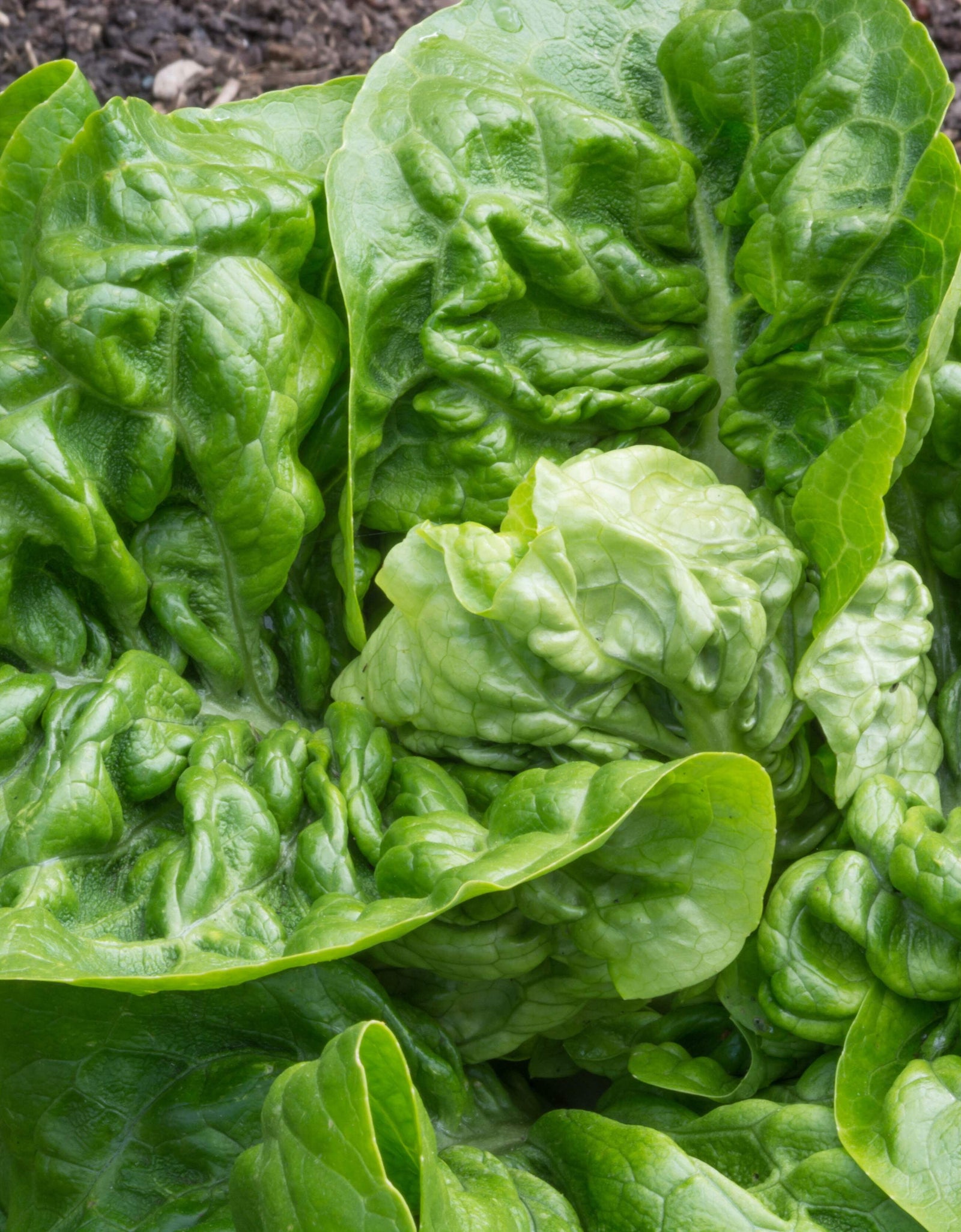 3000 Seeds LITTLE GEM LETTUCE Small Romaine Butterhead Lactuca Vegetable Seeds