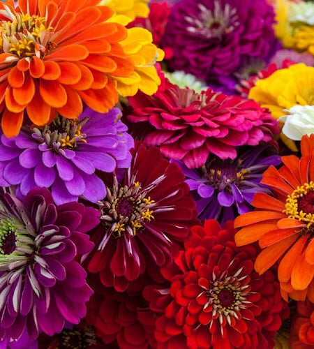 California Giant Zinnia Flower Seeds | Non-Gmo | Fresh Annual Flower Seeds