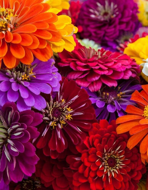 Load image into Gallery viewer, California Giant Zinnia Flower Seeds | Non-Gmo | Fresh Annual Flower Seeds
