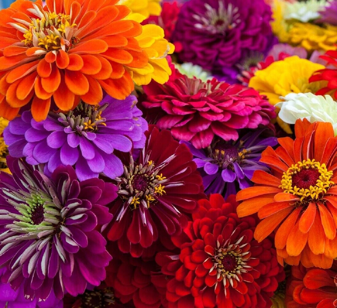 California Giant Zinnia Flower Seeds | Non-Gmo | Fresh Annual Flower Seeds