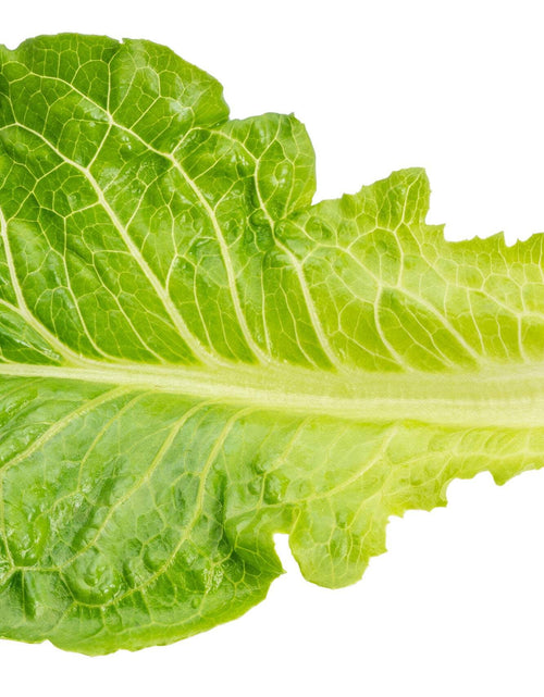 Load image into Gallery viewer, 3000 Seeds LITTLE GEM LETTUCE Small Romaine Butterhead Lactuca Vegetable Seeds
