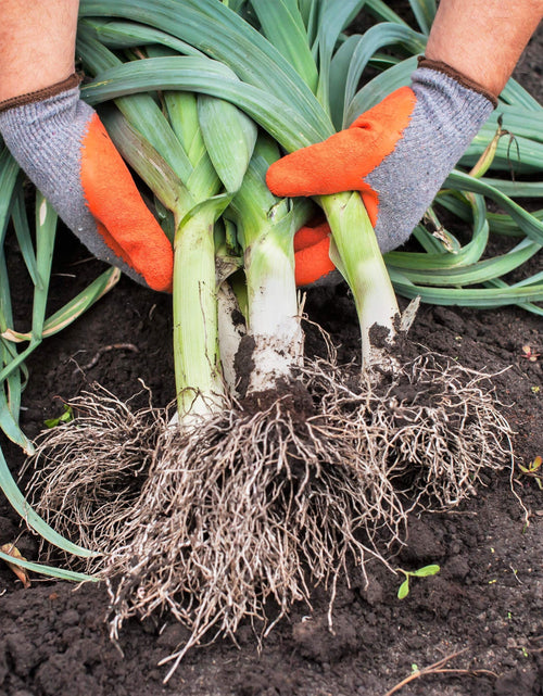Load image into Gallery viewer, 800 * Seeds AMERICAN FLAG LEEK (Large Leek) Allium Porrum Vegetable Seeds
