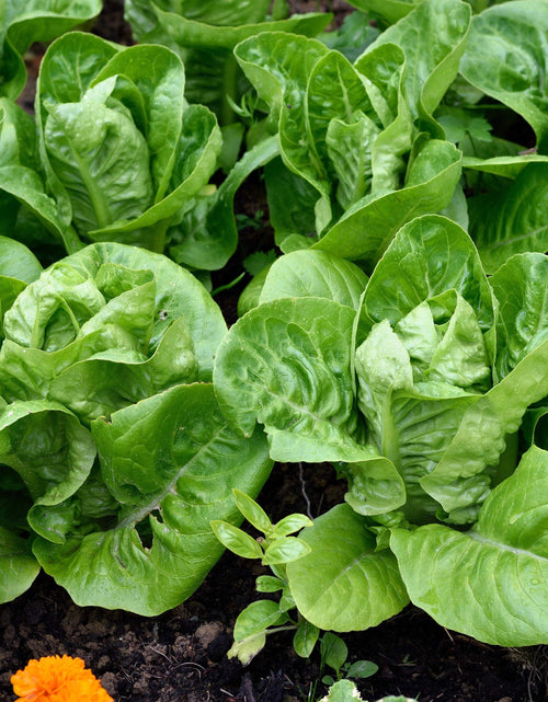 Load image into Gallery viewer, 3000 Seeds LITTLE GEM LETTUCE Small Romaine Butterhead Lactuca Vegetable Seeds
