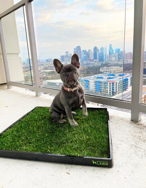 Load image into Gallery viewer, Doggielawn Real Grass Potty Pad, Odor Neutralizing, Sustainable and Affordable - Pet Supplies
