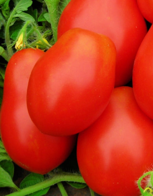 Load image into Gallery viewer, Roma VF Tomato Seeds | NON-GMO Tomato Seeds | Fresh Heirloom Vegetable Seeds
