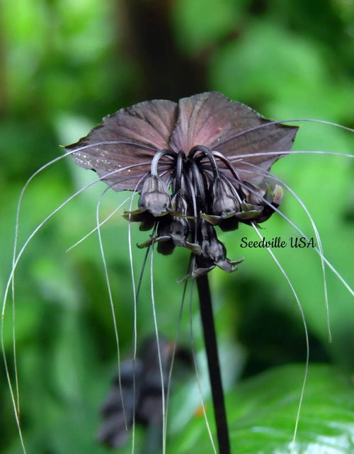 Load image into Gallery viewer, 5 Black BAT FLOWER ( Cats Whiskers / Devil Flower ) Tacca Chantrieri Flower Seeds
