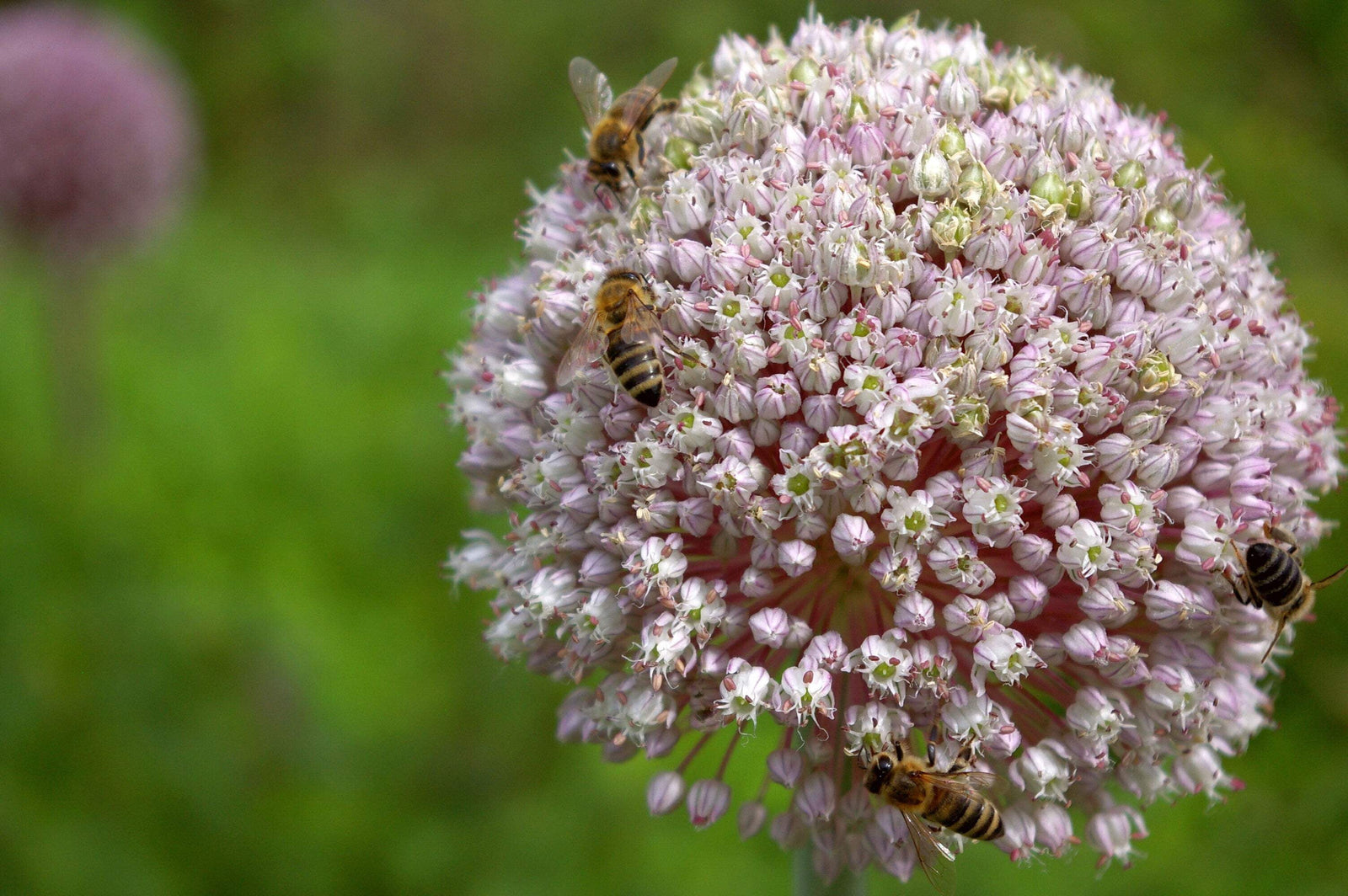 800 * Seeds AMERICAN FLAG LEEK (Large Leek) Allium Porrum Vegetable Seeds