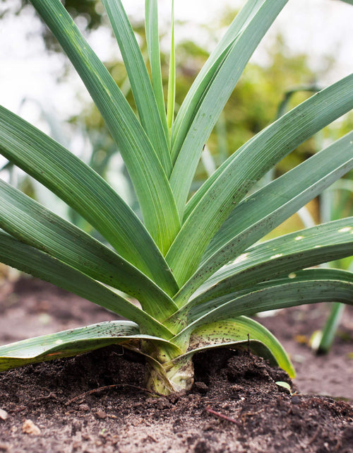 Load image into Gallery viewer, 800 * Seeds AMERICAN FLAG LEEK (Large Leek) Allium Porrum Vegetable Seeds
