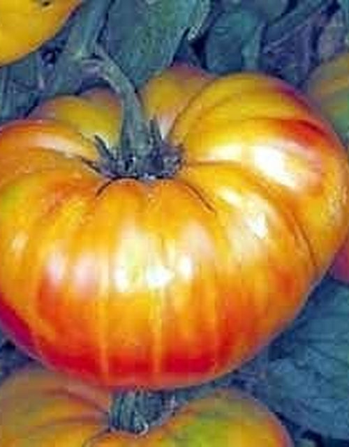 Load image into Gallery viewer, Tomato Pineapple Great Heirloom Vegetable Seeds 40 Seeds
