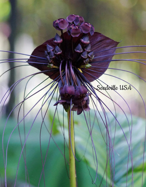 Load image into Gallery viewer, 5 Black BAT FLOWER ( Cats Whiskers / Devil Flower ) Tacca Chantrieri Flower Seeds
