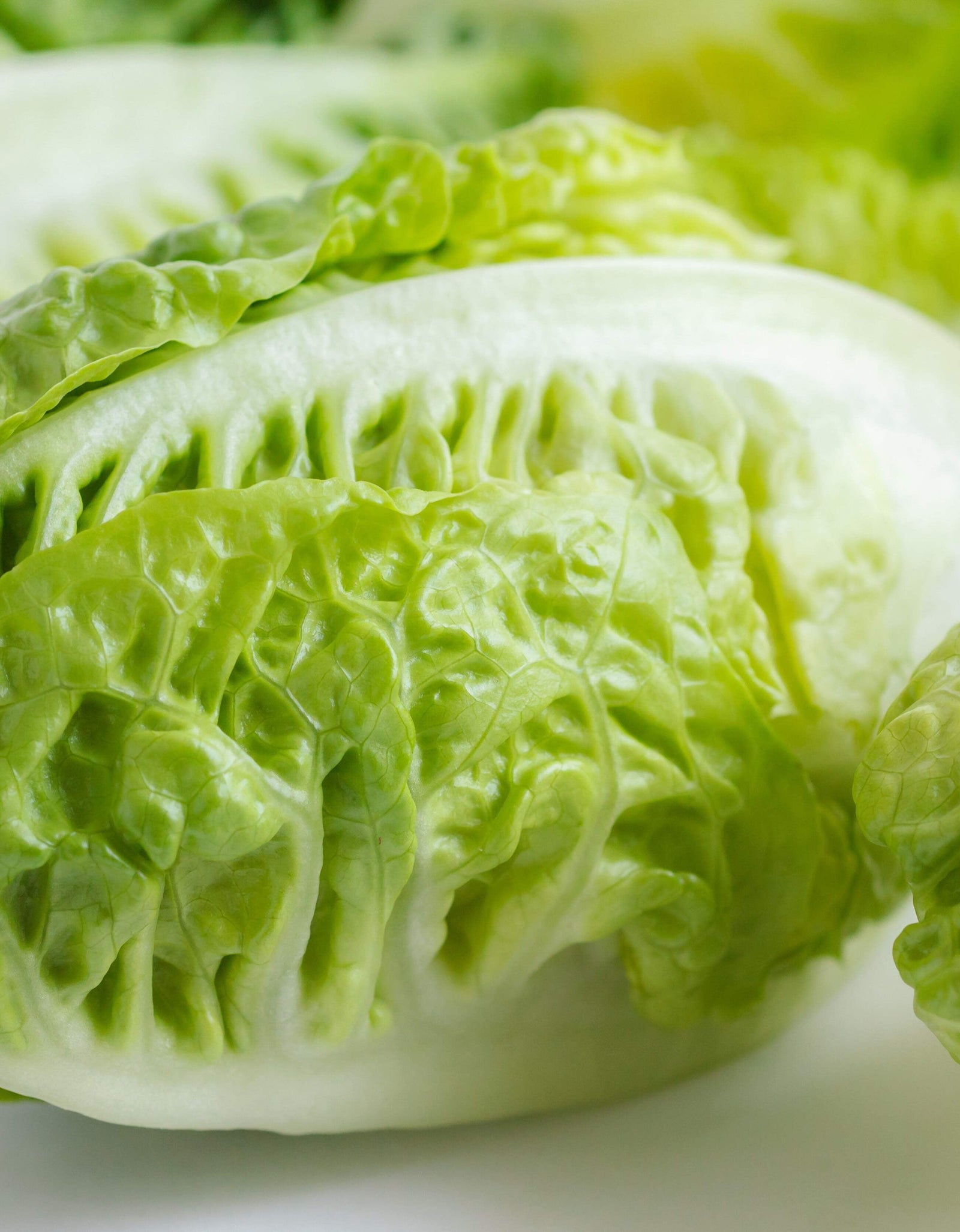 3000 Seeds LITTLE GEM LETTUCE Small Romaine Butterhead Lactuca Vegetable Seeds