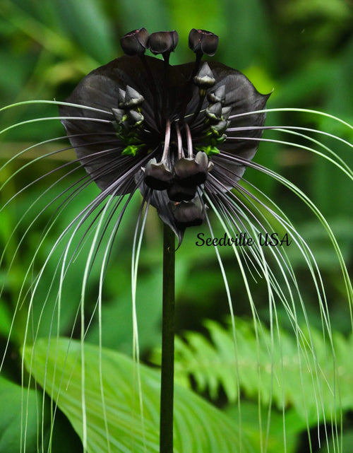 Load image into Gallery viewer, 5 Black BAT FLOWER ( Cats Whiskers / Devil Flower ) Tacca Chantrieri Flower Seeds
