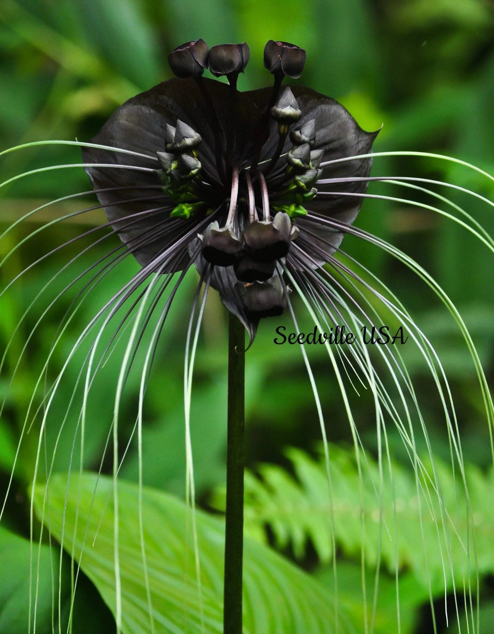 5 Black BAT FLOWER ( Cats Whiskers / Devil Flower ) Tacca Chantrieri Flower Seeds