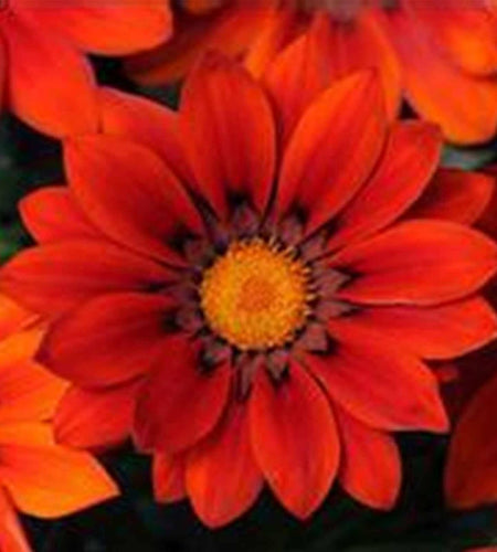 New Day Series Gazania Flower Garden Seeds - Red Shades - 100 Seeds - Annual Flower Gardening Seed - Gazania Splendens