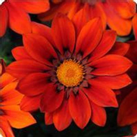 New Day Series Gazania Flower Garden Seeds - Red Shades - 100 Seeds - Annual Flower Gardening Seed - Gazania Splendens