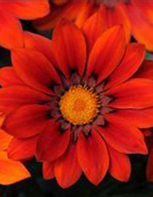 Load image into Gallery viewer, New Day Series Gazania Flower Garden Seeds - Red Shades - 100 Seeds - Annual Flower Gardening Seed - Gazania Splendens
