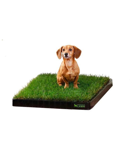 Doggielawn Real Grass Potty Pad, Odor Neutralizing, Sustainable and Affordable - Pet Supplies