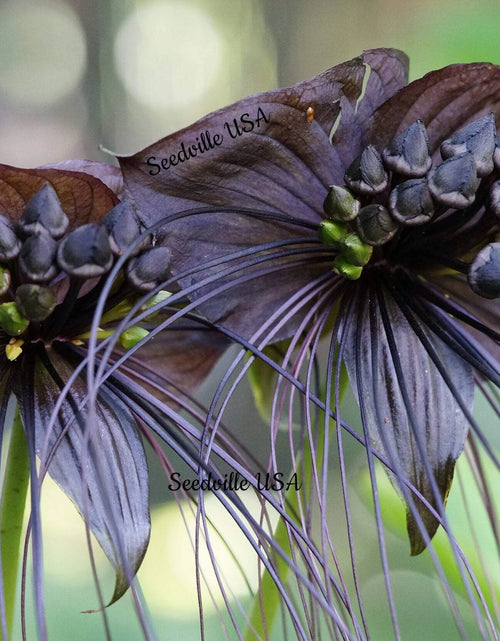 Load image into Gallery viewer, 5 Black BAT FLOWER ( Cats Whiskers / Devil Flower ) Tacca Chantrieri Flower Seeds
