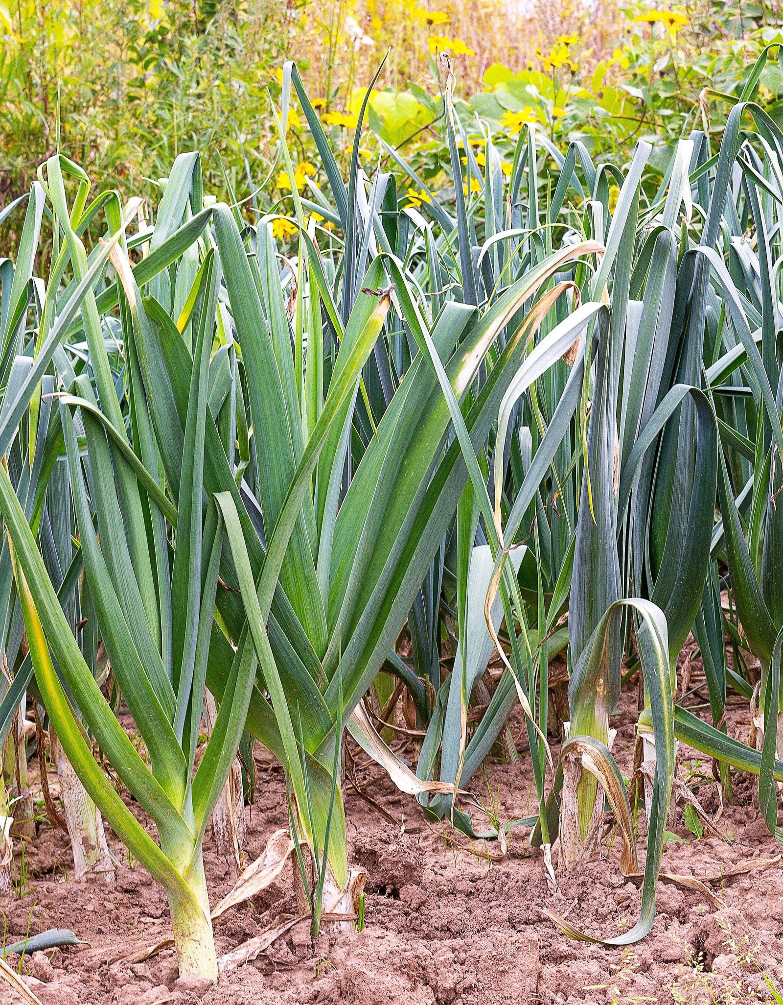 800 * Seeds AMERICAN FLAG LEEK (Large Leek) Allium Porrum Vegetable Seeds