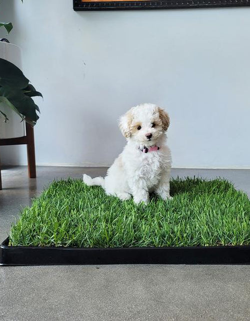 Load image into Gallery viewer, Doggielawn Real Grass Potty Pad, Odor Neutralizing, Sustainable and Affordable - Pet Supplies
