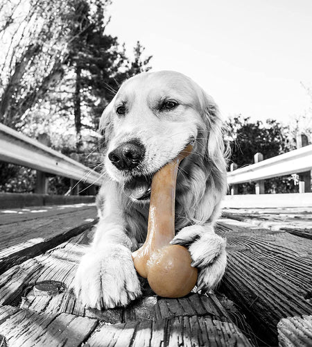 Dinosaur Barkbone - Nylon Dog Bone for Aggressive Chewers - Bacon Flavor - 8.5"