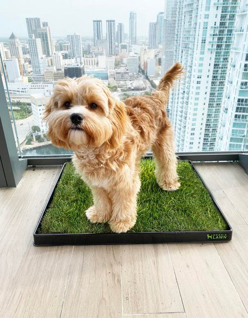 Load image into Gallery viewer, Doggielawn Real Grass Potty Pad, Odor Neutralizing, Sustainable and Affordable - Pet Supplies
