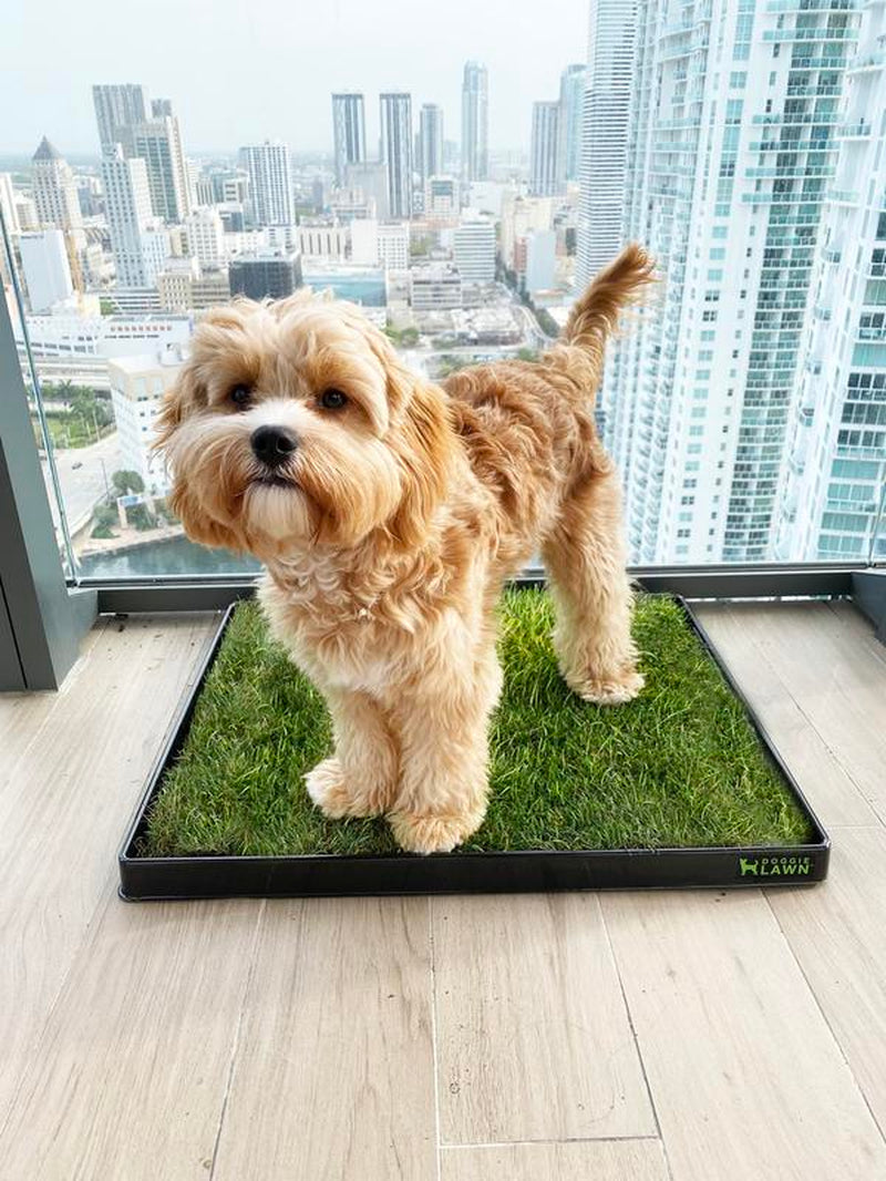 Doggielawn Real Grass Potty Pad, Odor Neutralizing, Sustainable and Affordable - Pet Supplies
