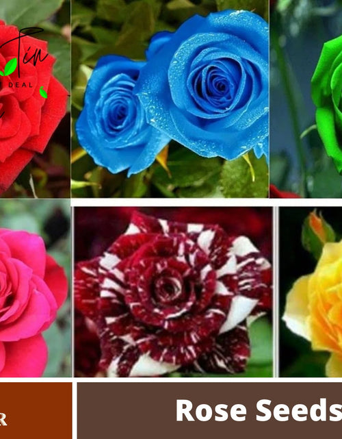Load image into Gallery viewer, 30 Seeds| Muti- Color Mix Rose Seeds#1060-Authentic Seeds-Flowers-Seeds-Rose Seeds-Herb Seeds-Vegetable Seeds-Mix Seeds for Plant- B3G1
