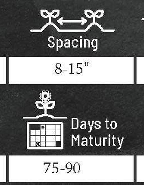 Load image into Gallery viewer, California Giant Zinnia Flower Seeds | Non-Gmo | Fresh Annual Flower Seeds
