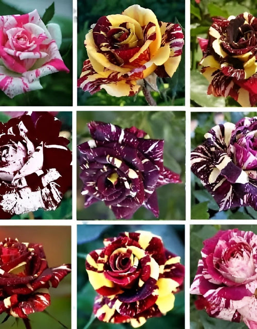Load image into Gallery viewer, 30 Seeds| Muti- Color Mix Rose Seeds#1060-Authentic Seeds-Flowers-Seeds-Rose Seeds-Herb Seeds-Vegetable Seeds-Mix Seeds for Plant- B3G1
