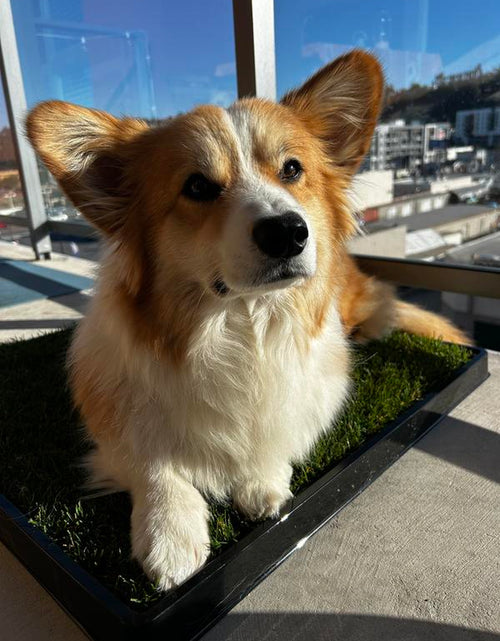 Load image into Gallery viewer, Doggielawn Real Grass Potty Pad, Odor Neutralizing, Sustainable and Affordable - Pet Supplies
