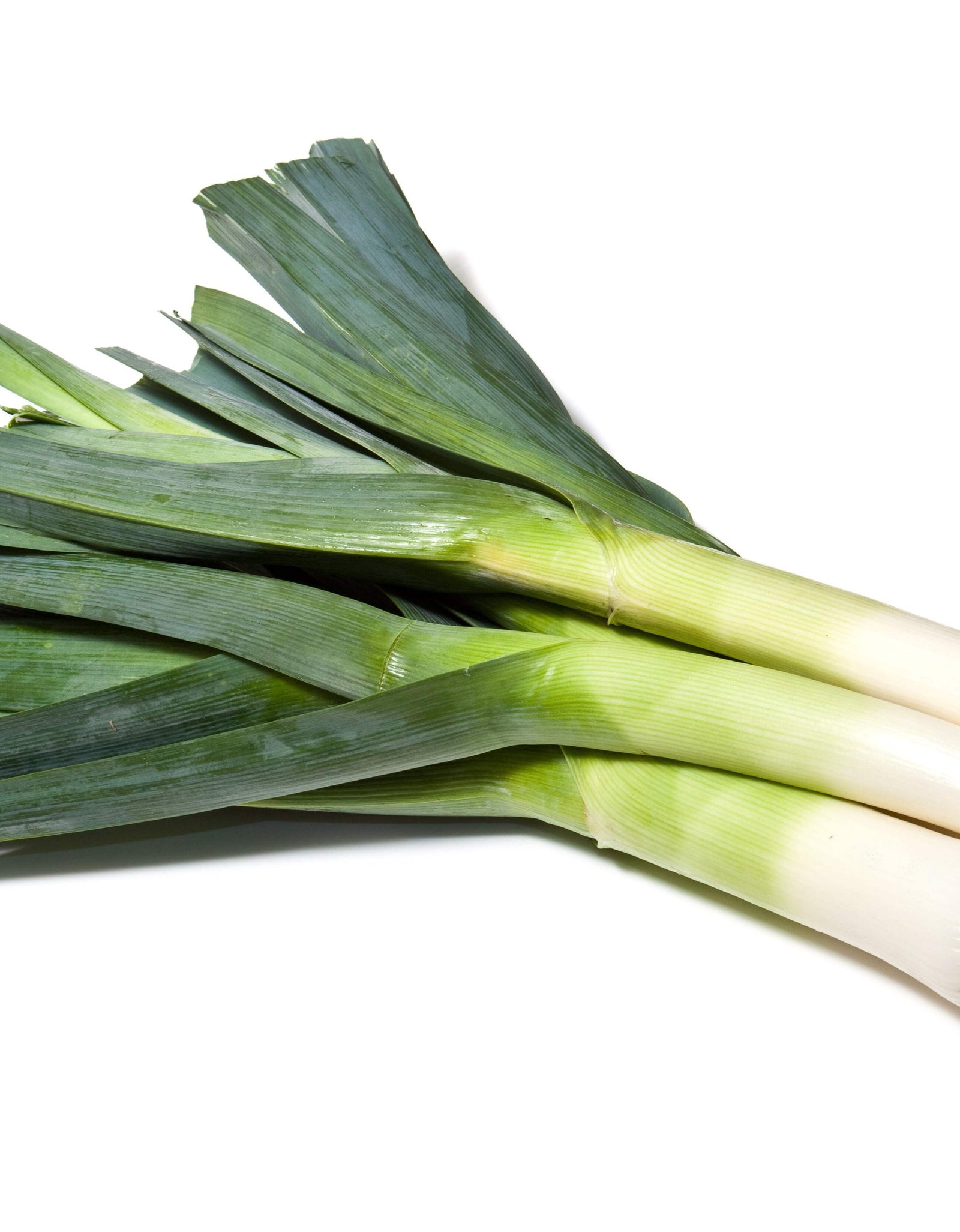 800 * Seeds AMERICAN FLAG LEEK (Large Leek) Allium Porrum Vegetable Seeds