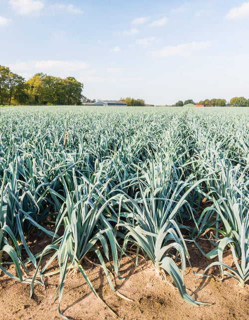 Load image into Gallery viewer, 800 * Seeds AMERICAN FLAG LEEK (Large Leek) Allium Porrum Vegetable Seeds
