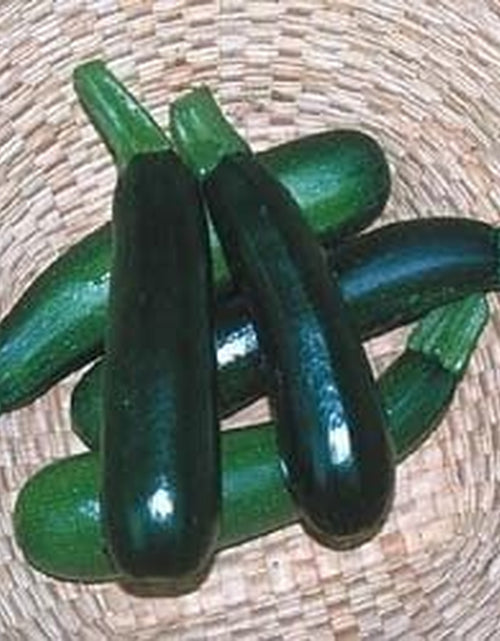 Load image into Gallery viewer, Squash Zucchini Black Beauty Garden Heirloom Vegetable Seeds by  (100 Seeds)

