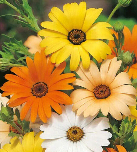 African Daisy Seeds | Heirloom / Non-Gmo | Free Shipping | Flower Seeds | 1177