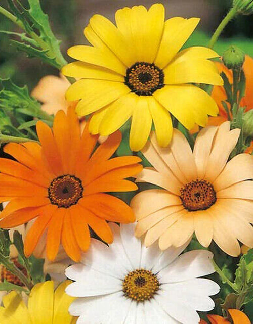 Load image into Gallery viewer, African Daisy Seeds | Heirloom / Non-Gmo | Free Shipping | Flower Seeds | 1177
