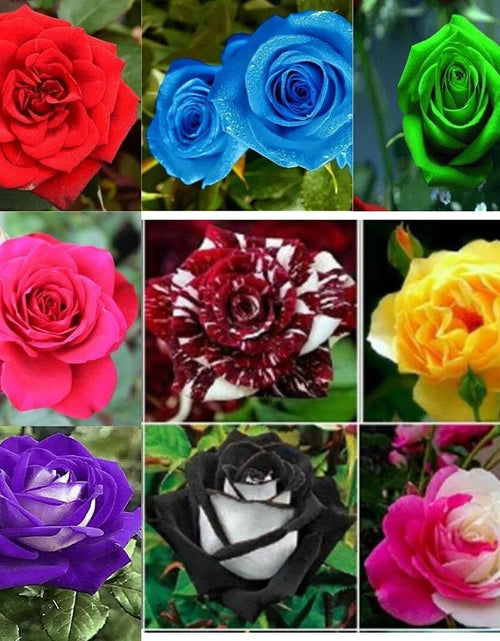 Load image into Gallery viewer, 30 Seeds| Muti- Color Mix Rose Seeds#1060-Authentic Seeds-Flowers-Seeds-Rose Seeds-Herb Seeds-Vegetable Seeds-Mix Seeds for Plant- B3G1
