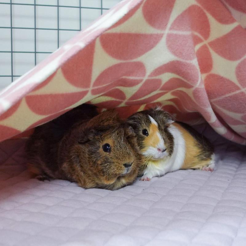 Premium Guineadad Fleece Liner – the Best Bedding for Guinea Pigs! Pet Supplies