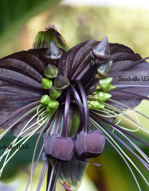 Load image into Gallery viewer, 5 Black BAT FLOWER ( Cats Whiskers / Devil Flower ) Tacca Chantrieri Flower Seeds
