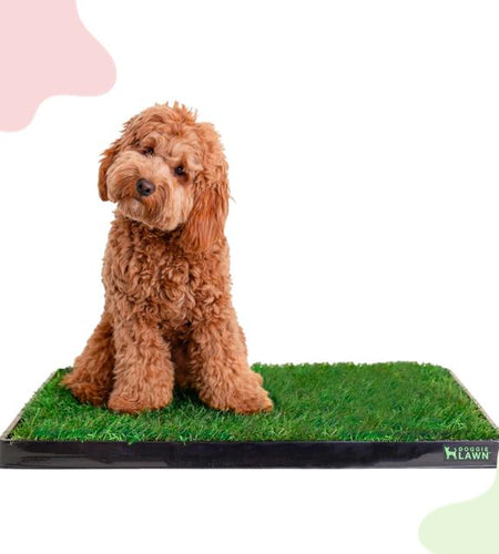 Doggielawn Real Grass Potty Pad, Odor Neutralizing, Sustainable and Affordable - Pet Supplies