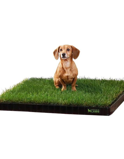 Load image into Gallery viewer, Doggielawn Real Grass Potty Pad, Odor Neutralizing, Sustainable and Affordable - Pet Supplies
