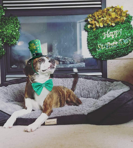 St Patricks Day Dog Costume - St. Patty'S Day Doggie Headband and Green Bow Tie Kit